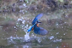 sat00033713 sat00033713