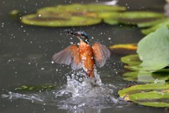 sat00033300 sat00033300