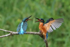 sat00033200 sat00033200