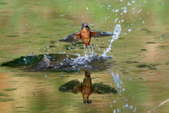 sat00034359 sat00034359