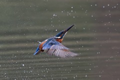 sat00033655 sat00033655