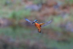 sat00034500 sat00034500