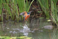 sat00033161 sat00033161