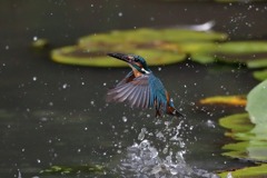 sat00033301 sat00033301