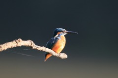 sat00033459 sat00033459