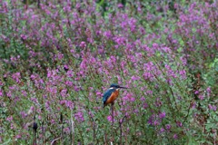 sat00033576 sat00033576