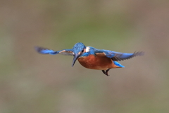 sat00034300 sat00034300