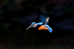 sat00034412 sat00034412