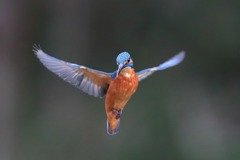 sat00033835 sat00033835