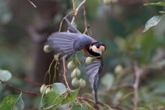 sat00033626 sat00033626