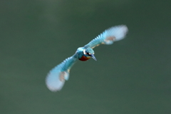 sat00034529 sat00034529