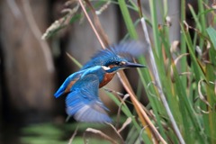 sat00033873 sat00033873