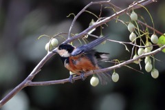 sat00033736 sat00033736