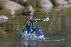 sat00034312 sat00034312