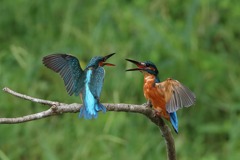 sat00033208 sat00033208