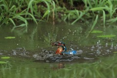 sat00033327 sat00033327