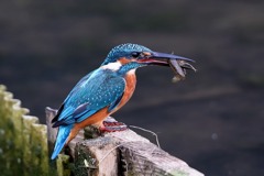 sat00033671 sat00033671