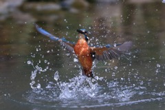 sat00034274 sat00034274