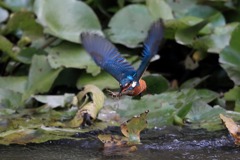 sat00033744 sat00033744