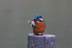 sat00034279 sat00034279