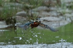 sat00033012 sat00033012