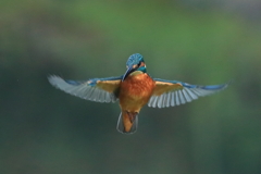 sat00034396 sat00034396