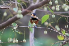 sat00033764 sat00033764