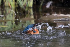 sat00033785 sat00033785