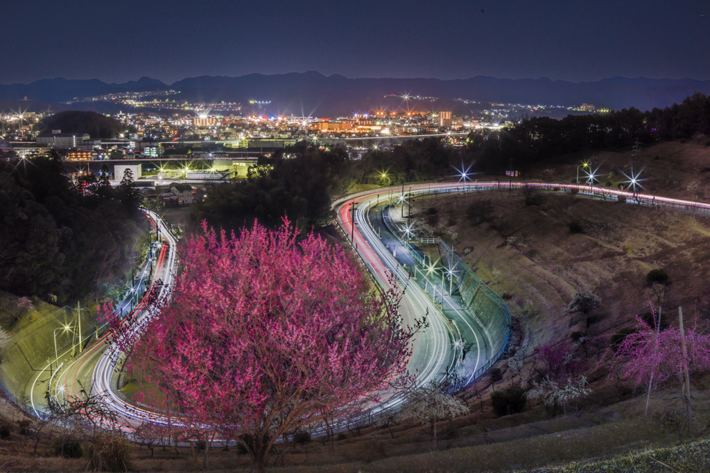 満開の梅と夜景とレーザーと