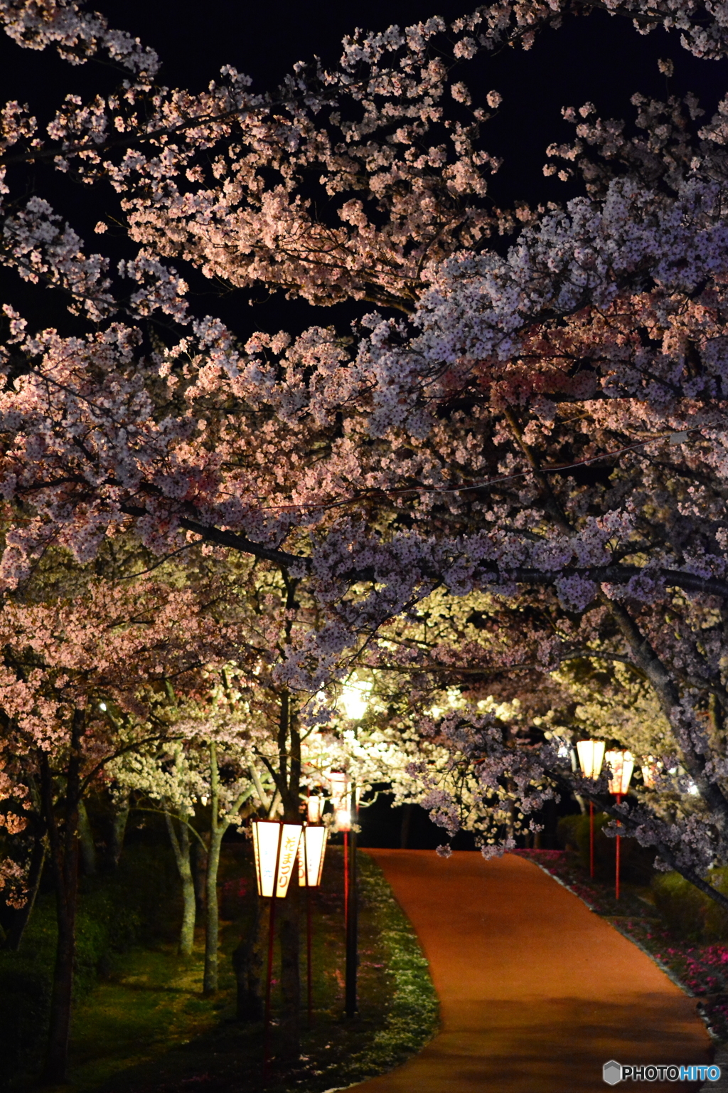 共楽公園 花まつりにて (5)