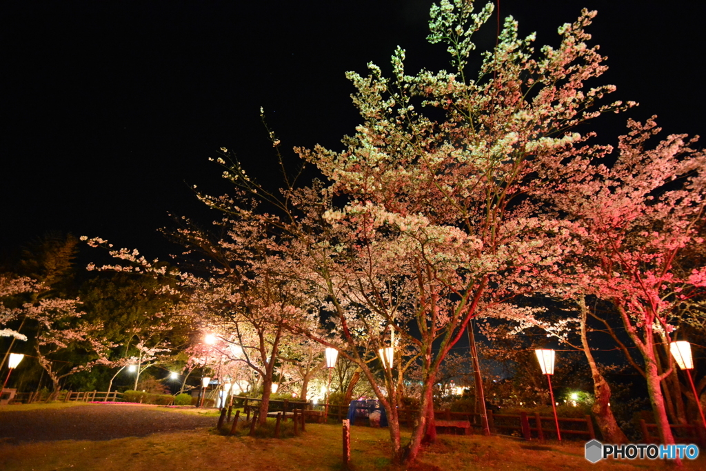 共楽公園 花まつりにて (6)