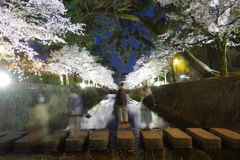 夜桜ゴースト