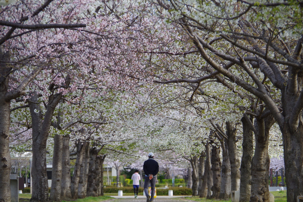 桜並木を歩く人
