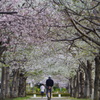 桜並木を歩く人