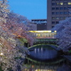 富山松川べりの桜