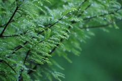 雨上がりのメタセコイア