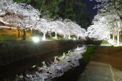 夙川夜桜リフ