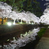 夙川夜桜リフ