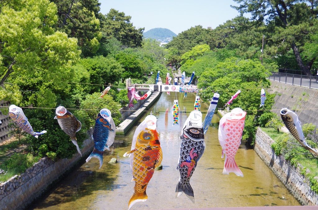 夙川鯉のぼり