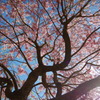 鷲林寺の桜