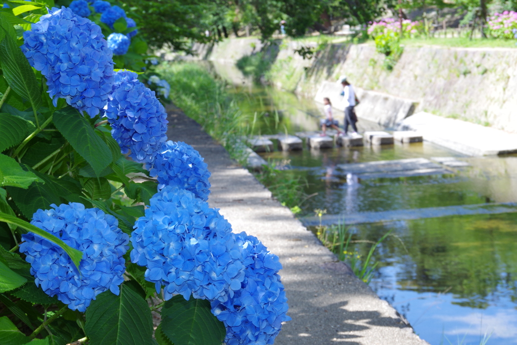 夙川のアジサイが咲きました