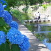 夙川のアジサイが咲きました