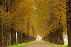 メタセ紅葉