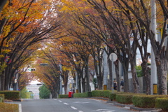 ケヤキ並木