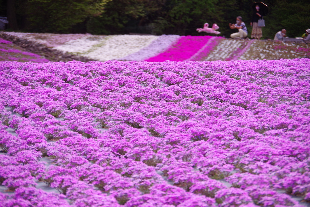 花のじゅうたん