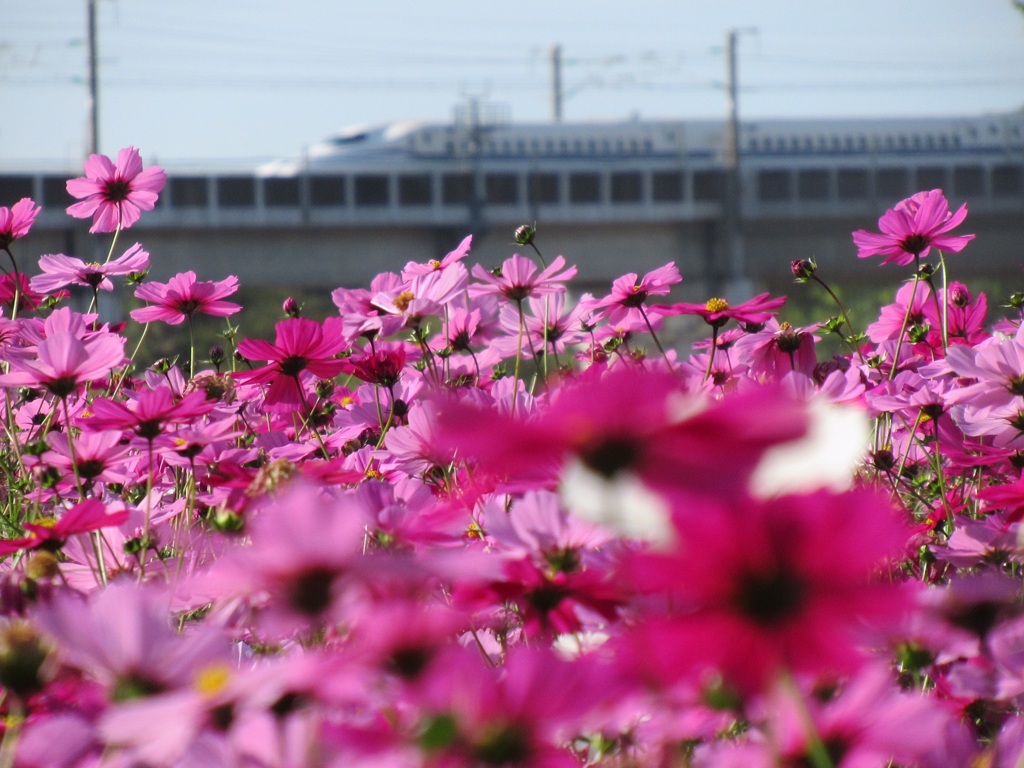 武庫川コスモス