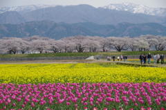 チューリップ　菜の花　桜