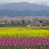 チューリップ　菜の花　桜