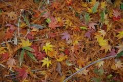 地面の紅葉