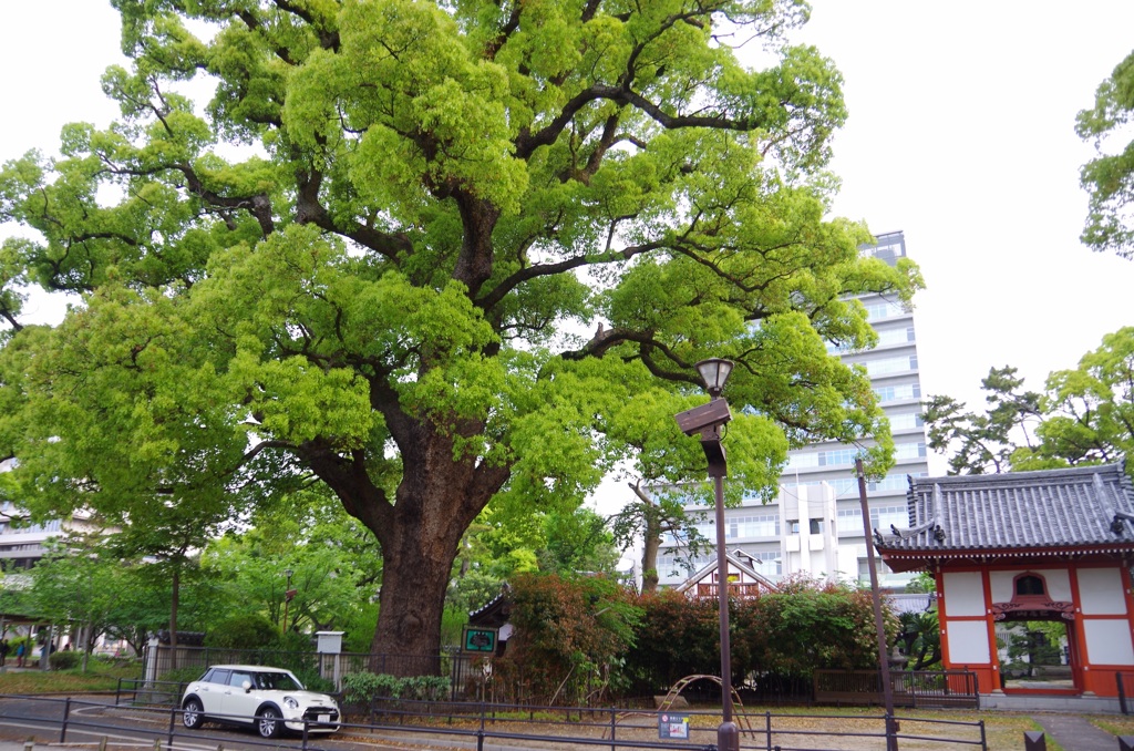 お寺の大クスノキ
